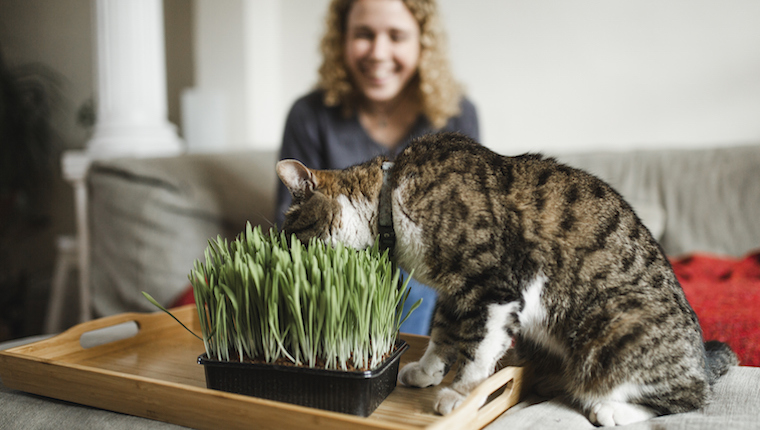 Is celery poisonous to cats sale