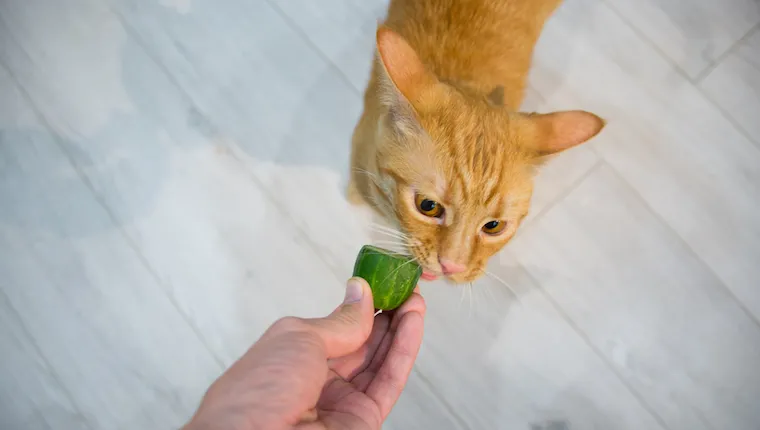 Cats eat cucumber hotsell