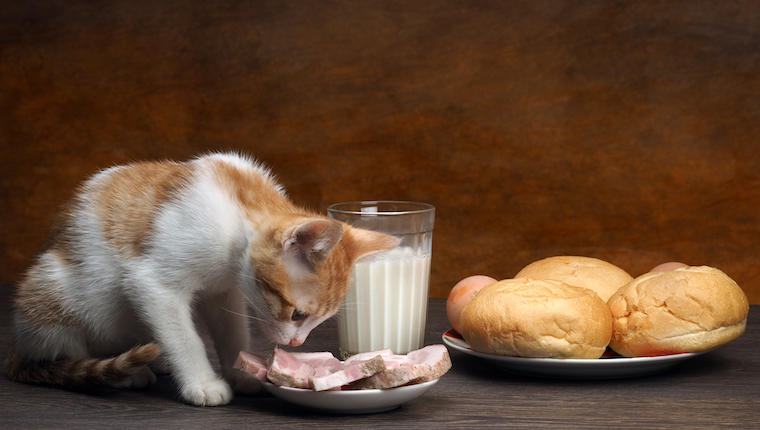 Cat eating ham