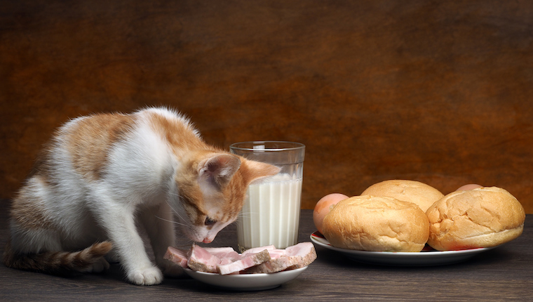 Can Cats Eat Ham? Is Ham Safe For Cats? - CatTime