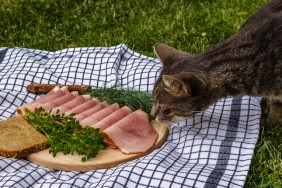 Cat eating a plate of ham