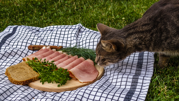 Cat eating a plate of ham