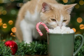 Cat eating marshmallows