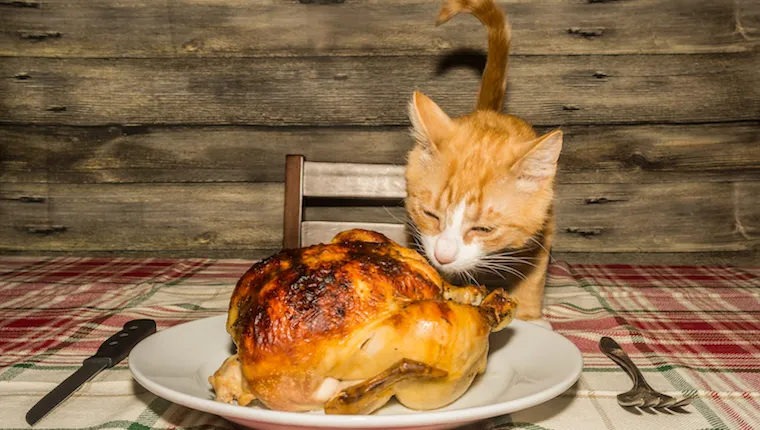 Cat eating roast turkey