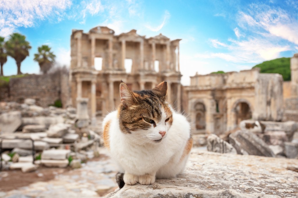 Aegean cat sitting 