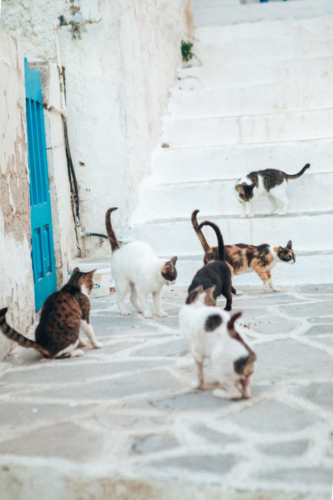 Aegean cats in Greece