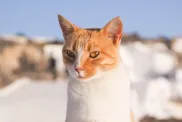An Aegean cat outdoors.