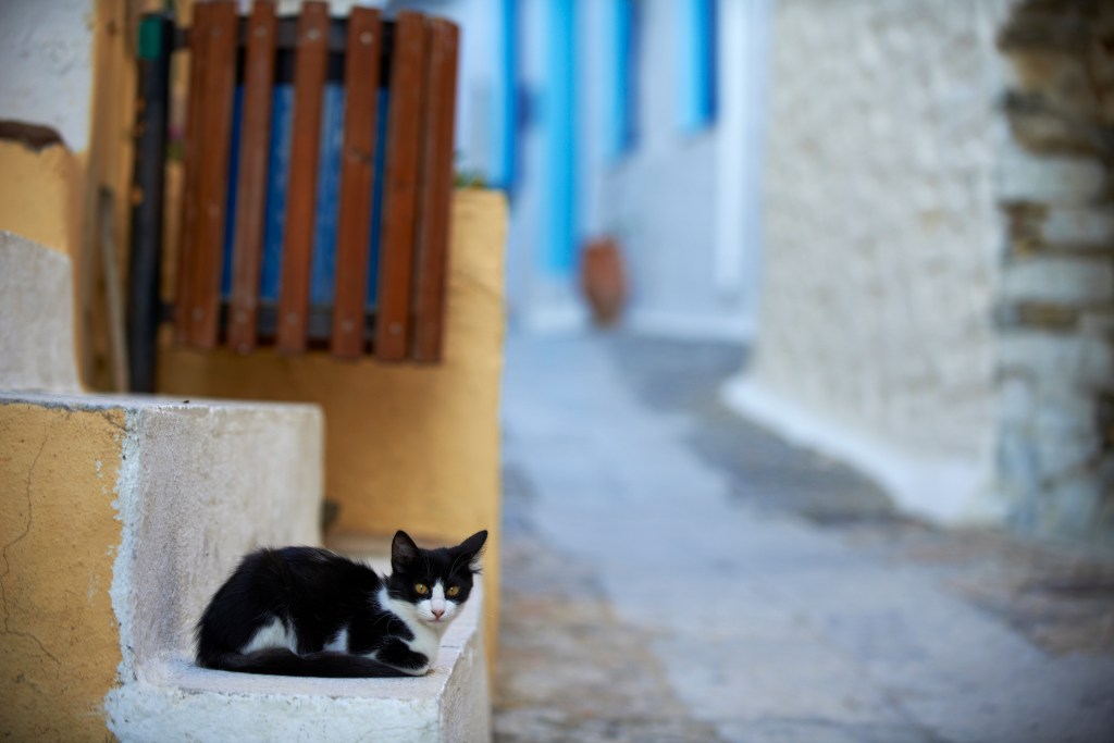 Black and White Aegean cat