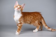 Studio photography of an aphrodite giant cat on colored backgrounds