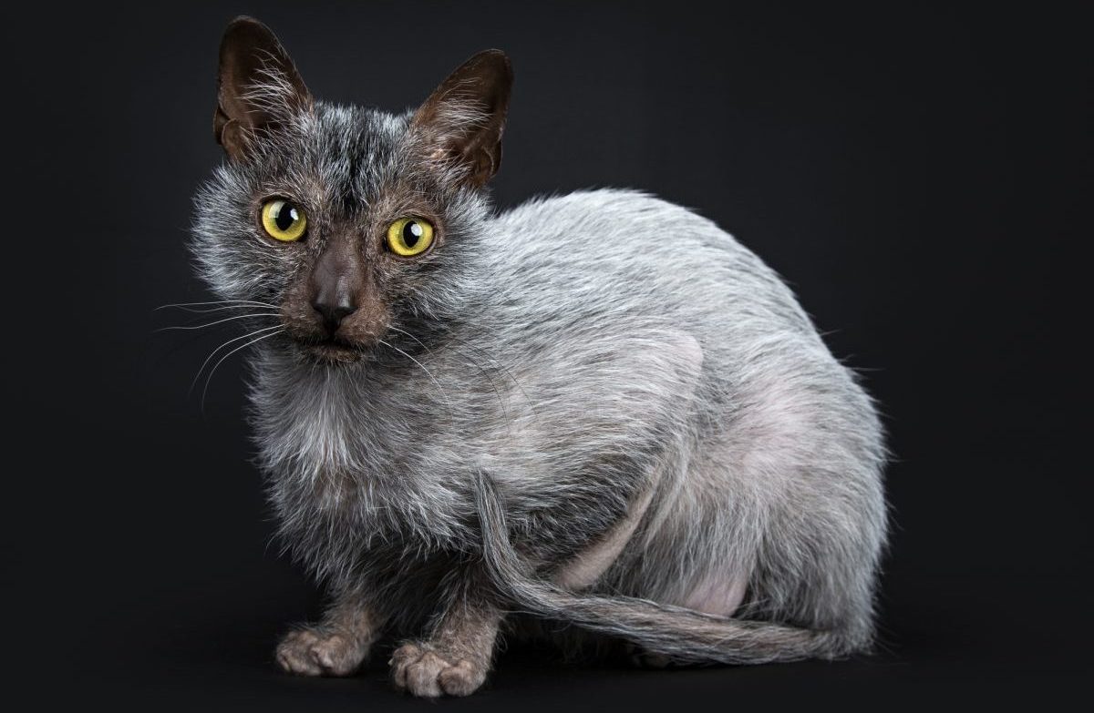 Lykoi Cat Breed Information & Characteristics