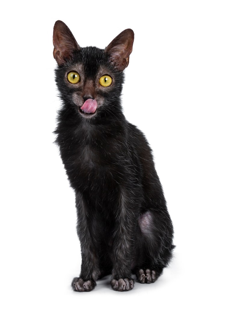 Lykoi Cat with large yellow eyes against a white backdrop.