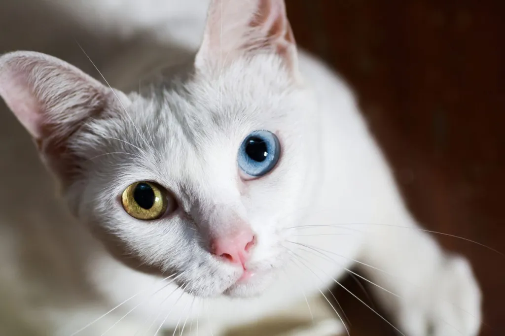 A bright white Khao Manee cat with odd colored eyes, looking cute as a button.