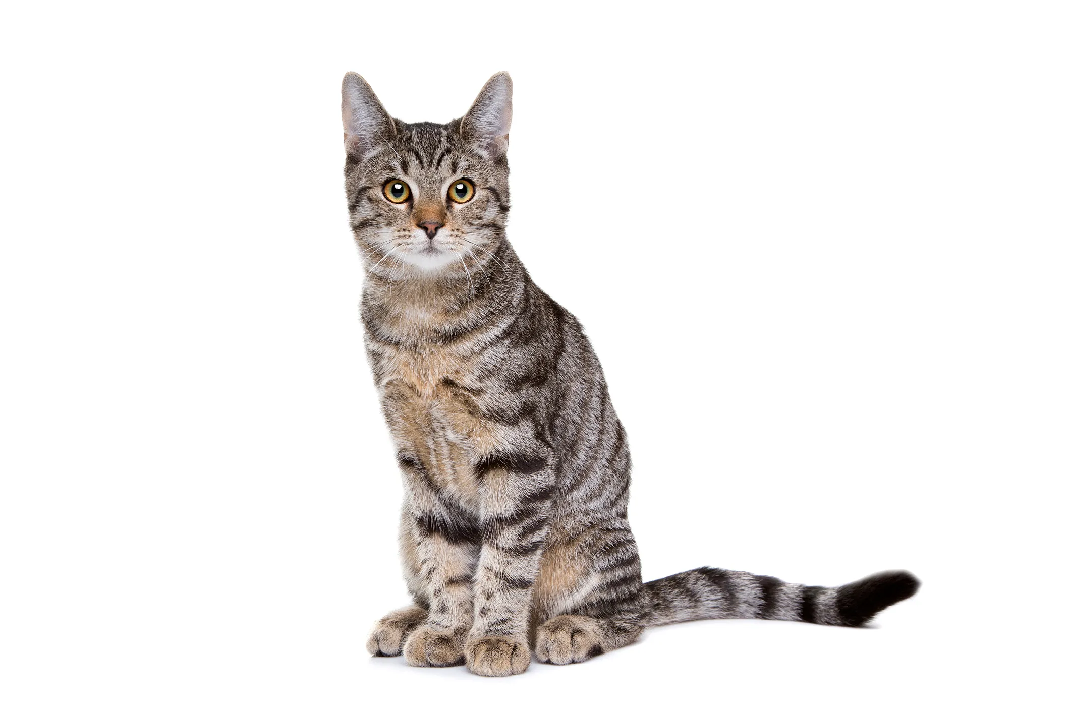 European Shorthair Cat Breed Information & Characteristics