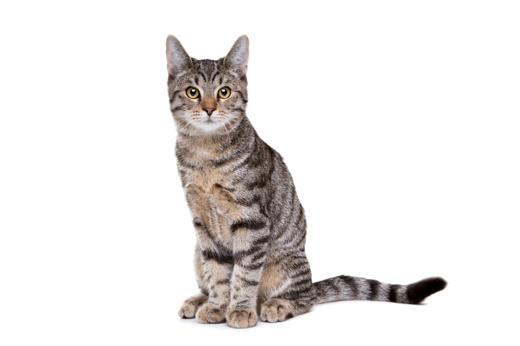 A full-body shot of a European Shorthair cat. 