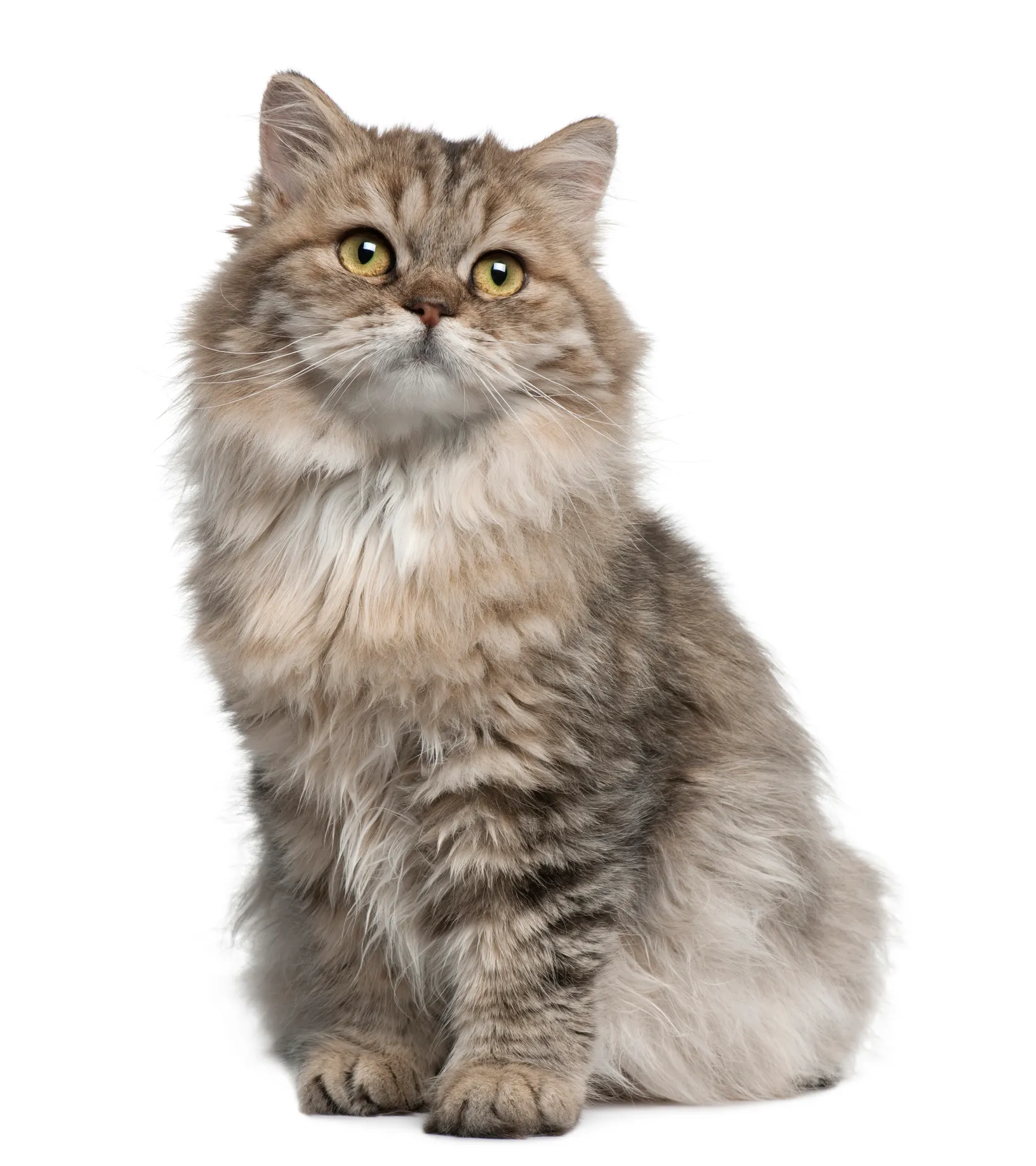 British Longhair Mixed Cat Breed Information & Characteristics