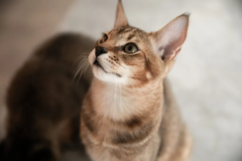 The Charismatic Chausie: A Deep Dive into This Hybrid Breed - Training and socializing a Chausie