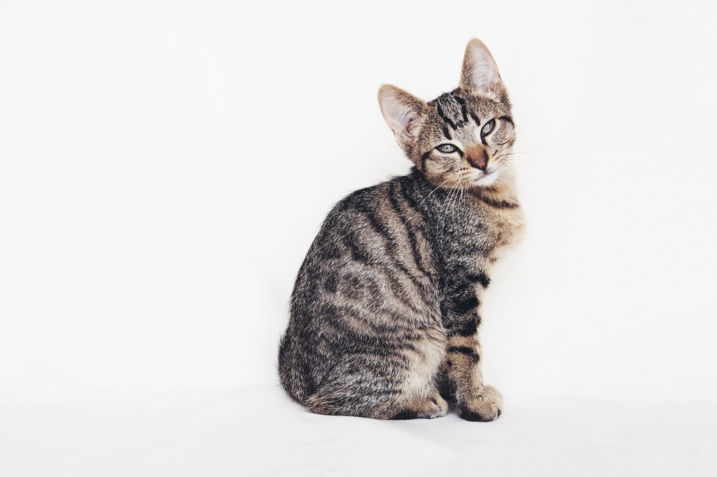 European Shorthair kitten in a photo studio. 
