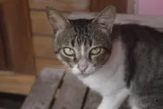 A tabby and white Brazilian Shorthair transfixed with the camera.