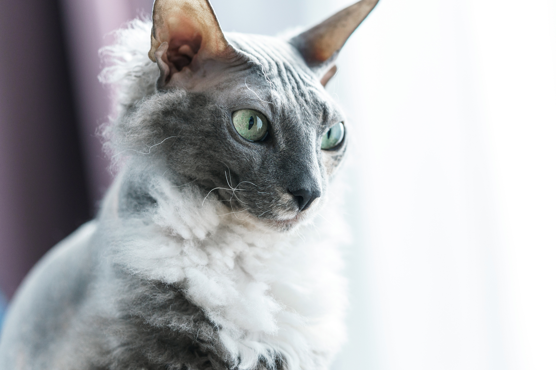 Donskoy Cat Breed Information & Characteristics