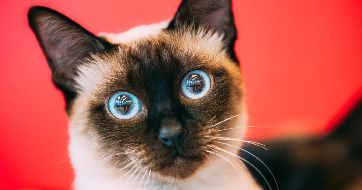 A close-up of a colorpoint Mekong Bobtail cat with bright blue eyes against a red background.
