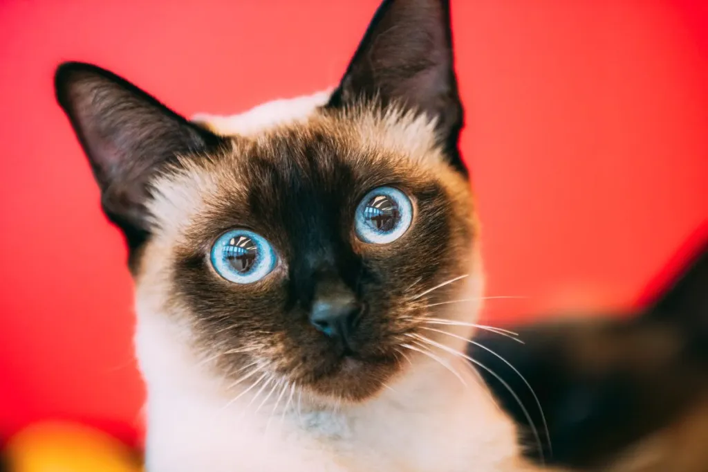 A close-up of a colorpoint Mekong Bobtail cat with bright blue eyes against a red background.