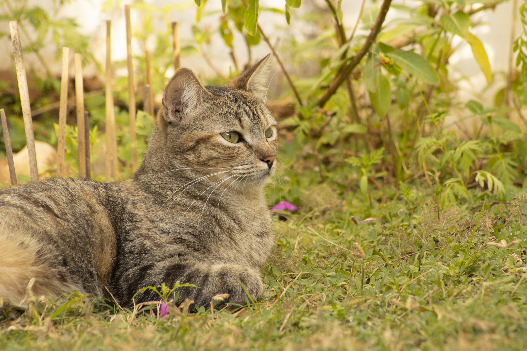 European Shorthair Cat Breed Information & Characteristics