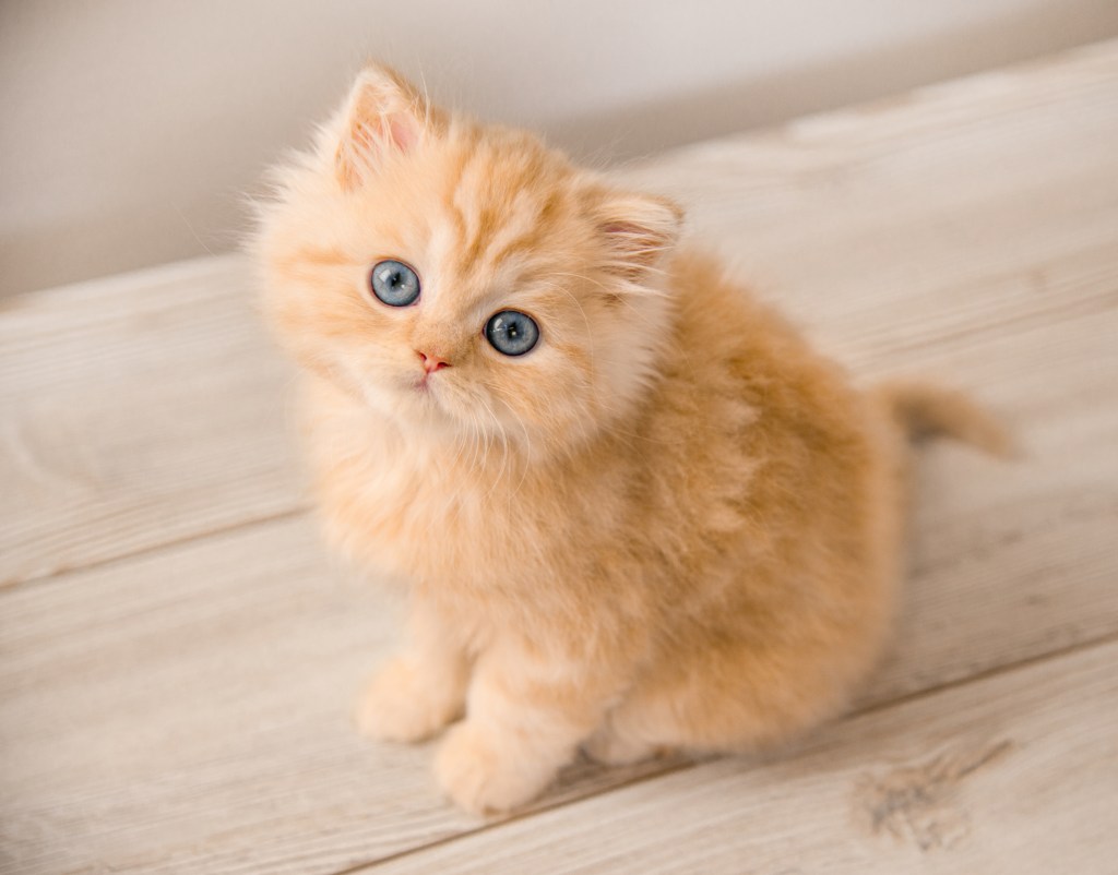 Orange british longhair kitten