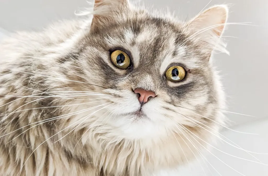 A close-up of a grey British Longhair.