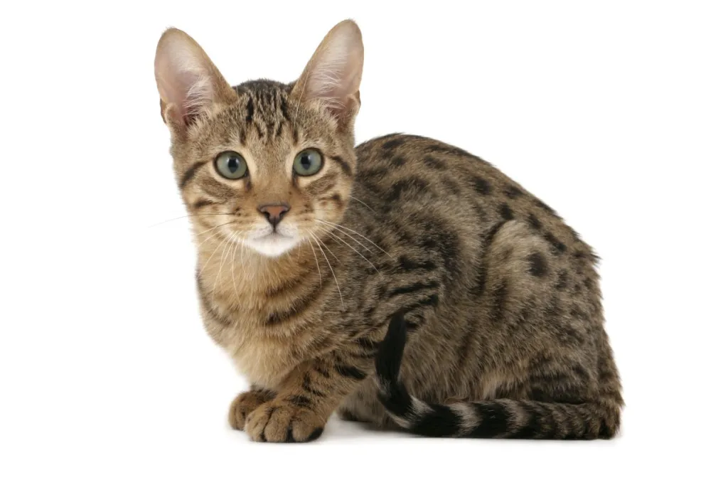 A young Serengeti cat crouched against a white background.