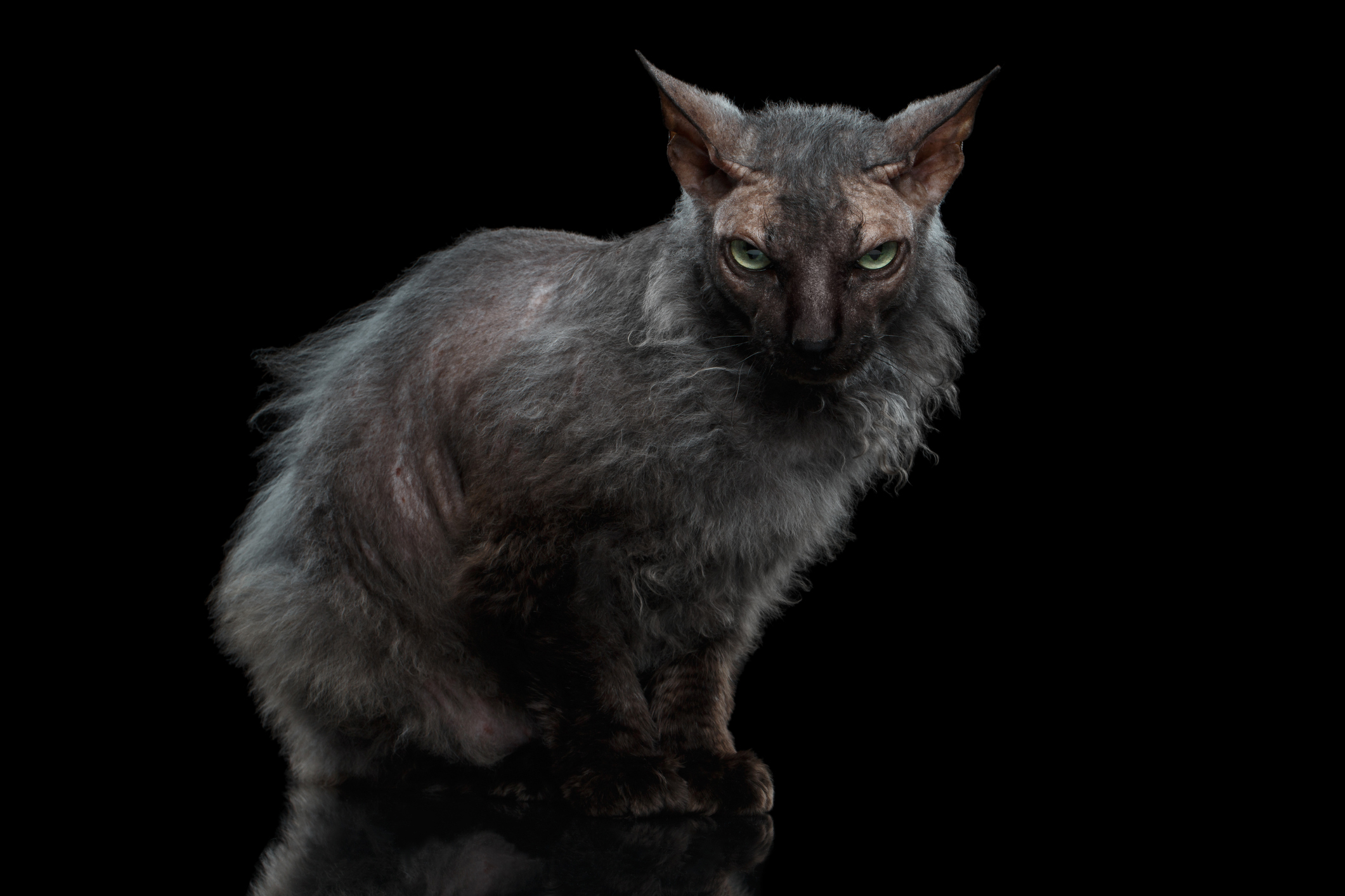 Кошка лика фото цена Lykoi Cat Breed Information & Characteristics