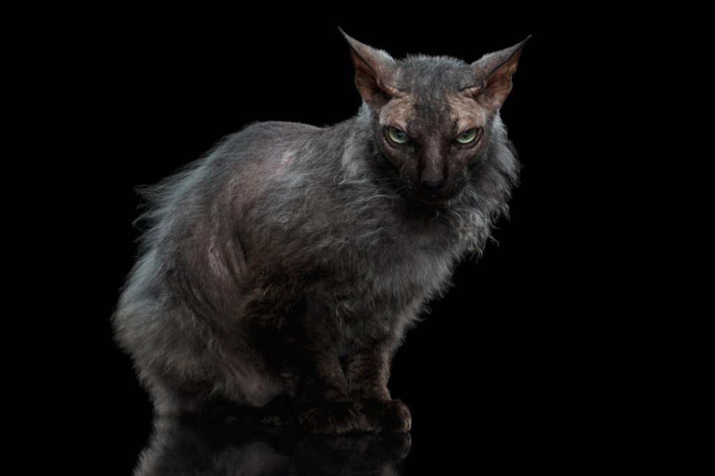 Lykoi Cat with medium-length fur against a black backdrop. This werewolf looking breed's eyes are narrowed.