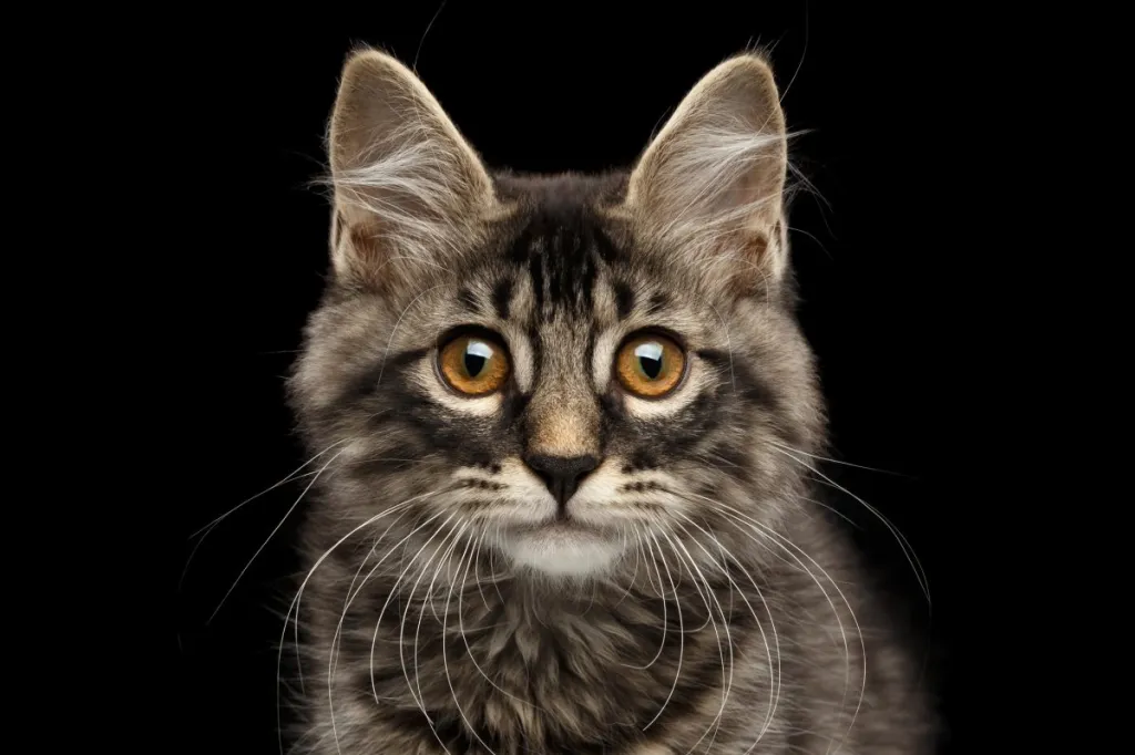 Close-up portrait of a cute Kurilian Bobtail Kitty with big, curious eyes against a black background.