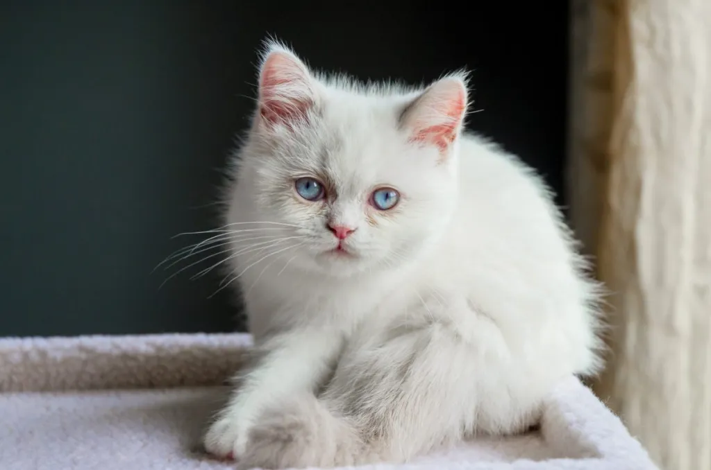 A white semi-longhair Napoleon/Minuet cat with blue eyes.