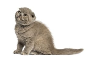 Side view of a young Foldex kitten looking up isolated on white.