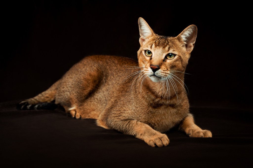 A Chausie cat with a ticked coat against a black studio background. 