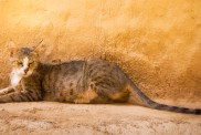 Cat of the Arabian Mau breed lying in a street against a rustic wall, in an Arabian city batched with golden afternoon sunlight.