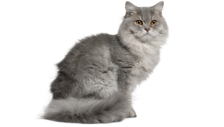 British Longhair Mixed Cat Breed Pictures, Characteristics, & Facts