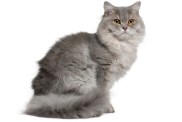 British Longhair Cat, 1 year old, sitting in front of white background