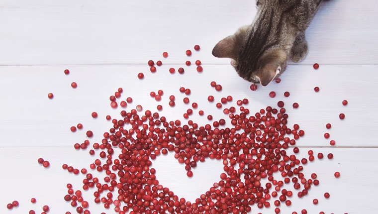 Cranberries on a white background. Heart frame.