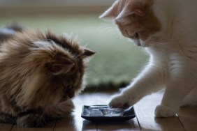 Brown persian cat and white and beige cat examining blocks of ice on plate on floor