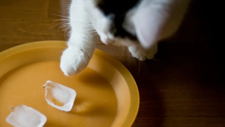 Male tabby munchkin cat playing with ice cubes on plastic plate.