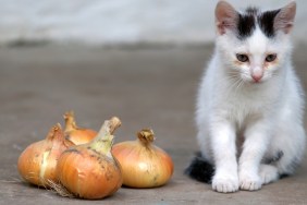The image of a cat and bulbs