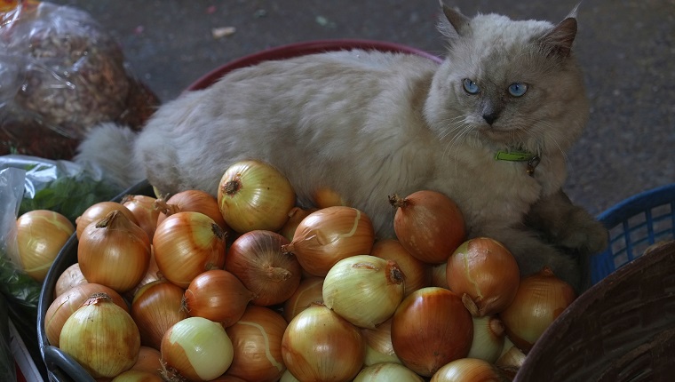 Cat with onions