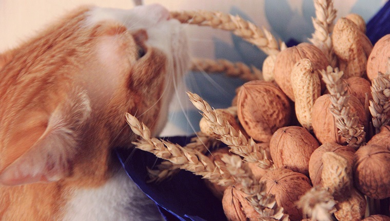 Peanuts for outlet cats