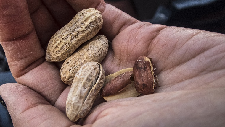 Are peanuts shop bad for cats