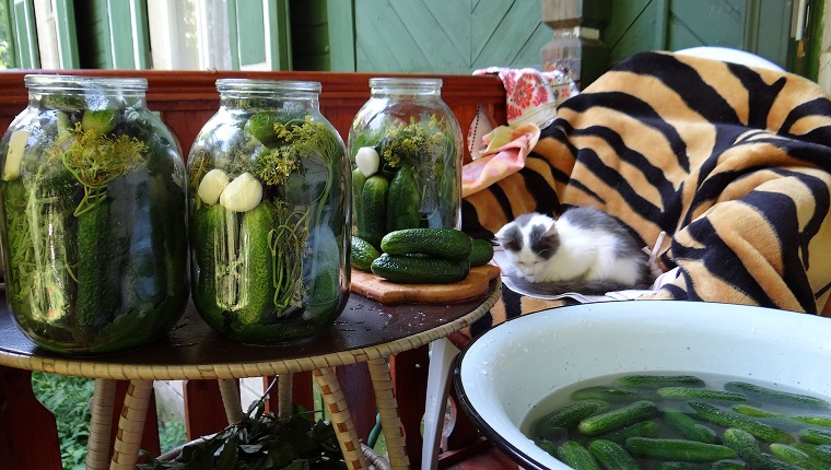 Can Cats Eat Pickles? Are Pickles Safe For Cats? - CatTime