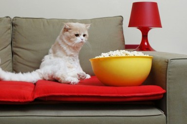 Cat Looking the Popcorn