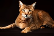 Chausie, abyssinian cat on dark brown background.