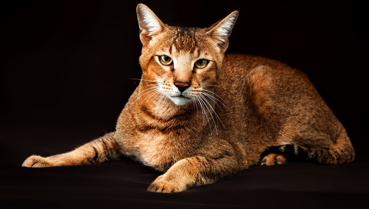 Chausie, abyssinian cat on dark brown background.