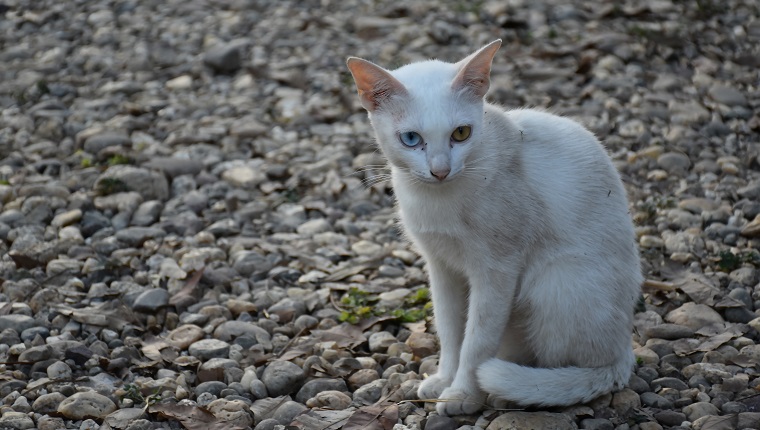 The Khao Manee cat or "white gem", also known as the Diamond Eye cat, is a rare breed of cat originating in Thailand, which has an ancient ancestry tracing back hundreds of years.